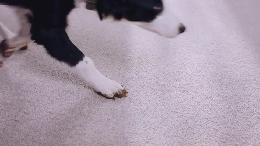 Load video: The Hoover Compact carpet cleaner is shown cleaning various pet messes.
