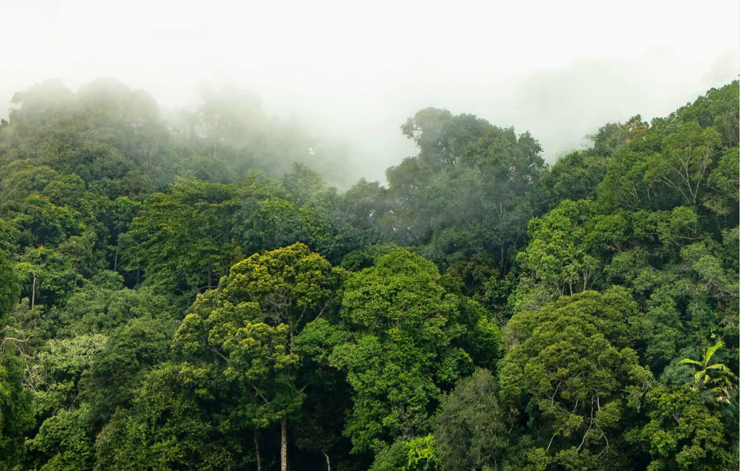 Lush green trees in a forest with fog hanging over them 